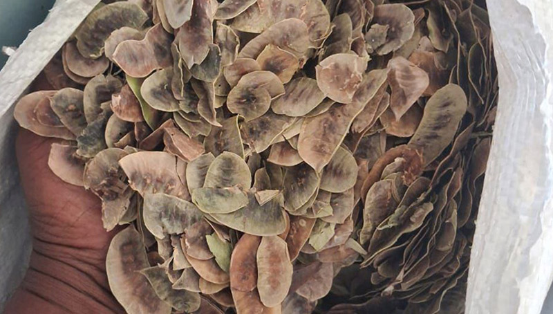 Senna Pods